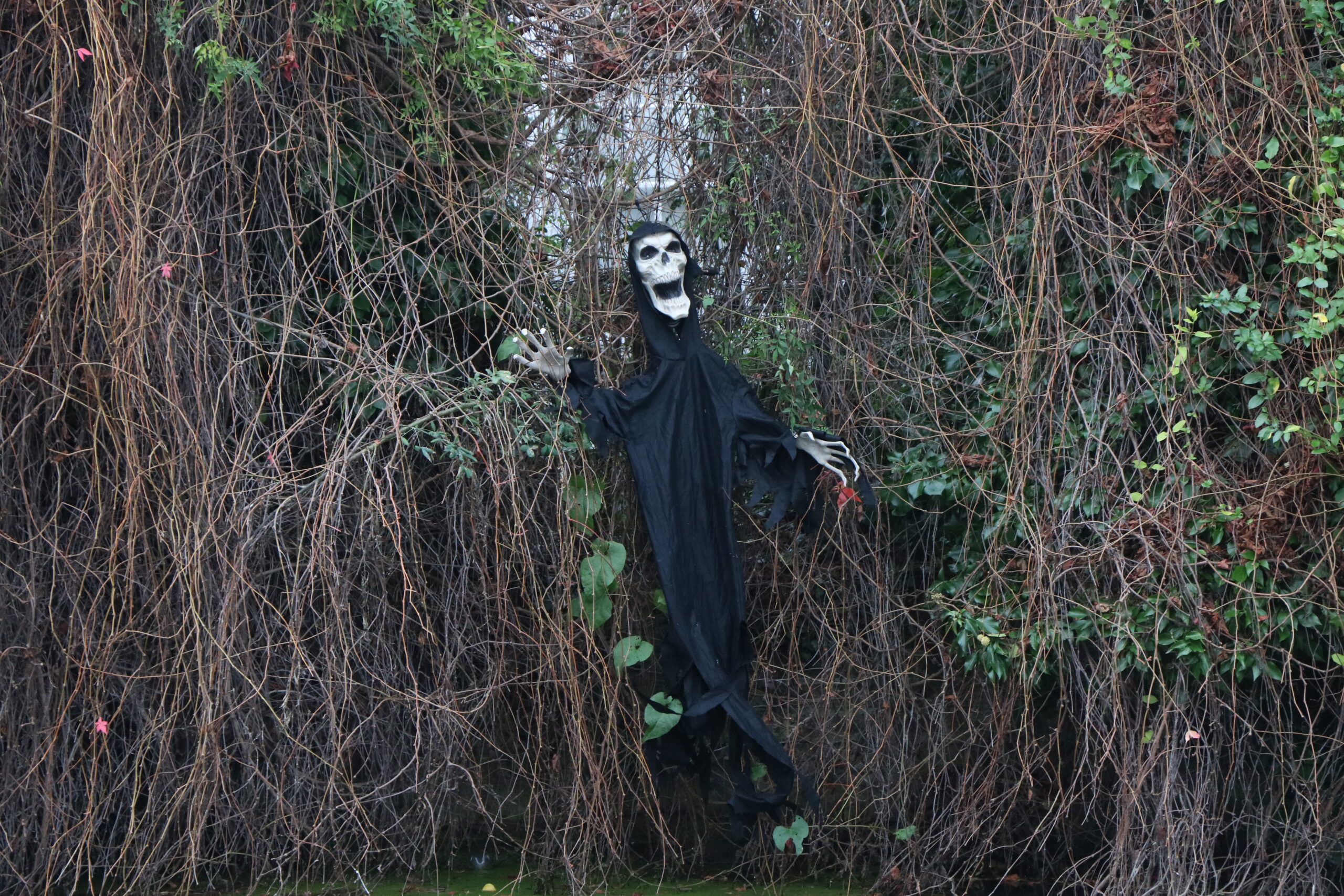 Canterbury (Halloween) Snaps